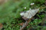 Marasmius quercophilus image
