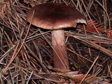 Tricholoma imbricatum image