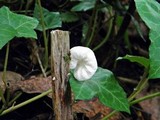 Hemimycena candida image
