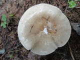 Ampulloclitocybe clavipes image