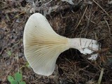 Ampulloclitocybe clavipes image