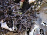 Leptogium palmatum image
