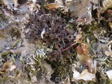 Leptogium palmatum image