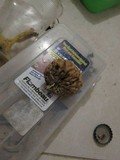 Protubera maracuja image