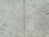 Protubera maracuja image