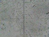 Protubera maracuja image