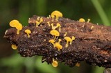 Gerronema icterinum image