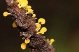 Gerronema icterinum image