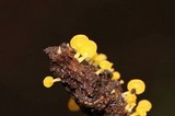 Gerronema icterinum image