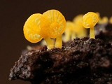 Gerronema icterinum image