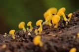 Gerronema icterinum image