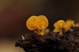 Gerronema icterinum image