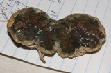 Protubera maracuja image