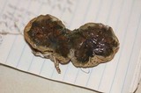 Protubera maracuja image