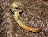 Lepiota trichroma image