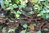 Rigidoporus microporus image