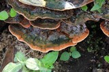 Rigidoporus microporus image