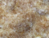 Rigidoporus microporus image