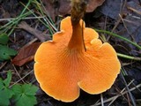 Hygrophoropsis aurantiaca image