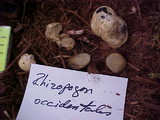 Rhizopogon occidentalis image