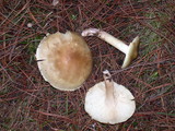 Tricholoma saponaceum image