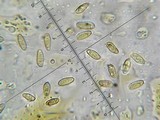 Retiboletus flavoniger image