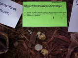 Truncocolumella citrina image