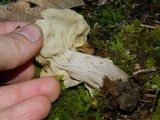 Helvella crispa image