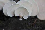 Panellus pusillus image