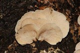 Panellus pusillus image