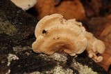 Panellus pusillus image