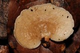 Panellus pusillus image