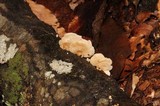 Panellus pusillus image