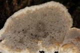 Bjerkandera adusta image
