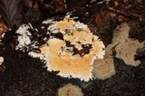 Steccherinum ochraceum image