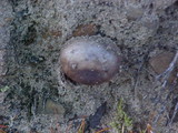 Scleroderma laeve image