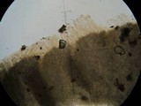 Gerronema icterinum image