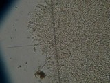 Gerronema icterinum image