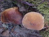 Alloclavaria purpurea image