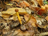 Elaphocordyceps longisegmentis image