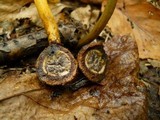 Elaphocordyceps longisegmentis image