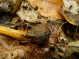 Elaphocordyceps longisegmentis image