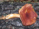 Tricholomopsis rutilans image
