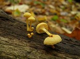 Cyptotrama chrysopepla image