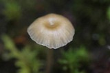 Rickenella fibula image