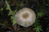 Rickenella fibula image