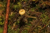 Rickenella fibula image