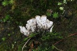 Peltigera neopolydactyla image
