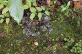 Peltigera neopolydactyla image