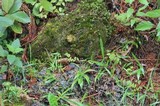 Peltigera neopolydactyla image